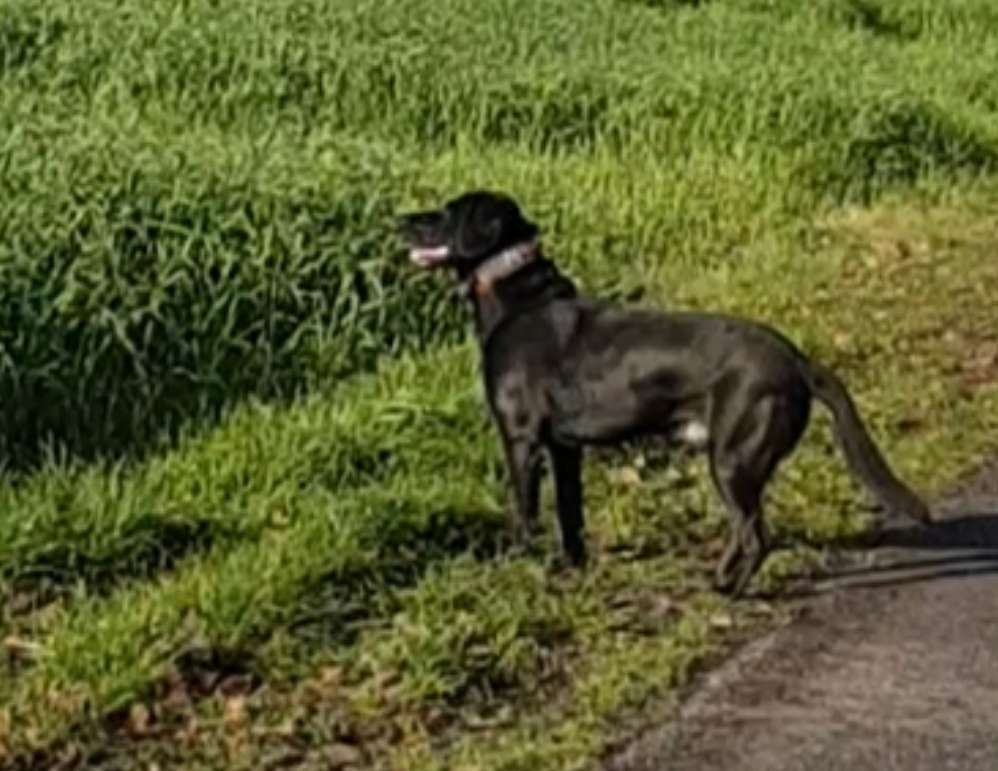 Hundetreffen-Jack sucht  Spielfreude 🍀🐾💕-Profilbild