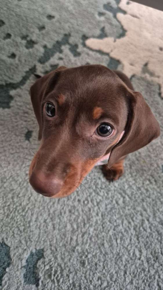 Hundetreffen-Playdate/walking buddy-Profilbild