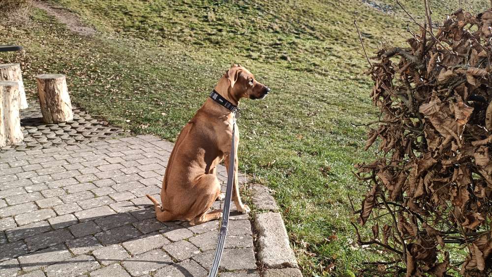 Hundetreffen-Gassirunde, Spielen, Walken, Sozialkontakte-Profilbild