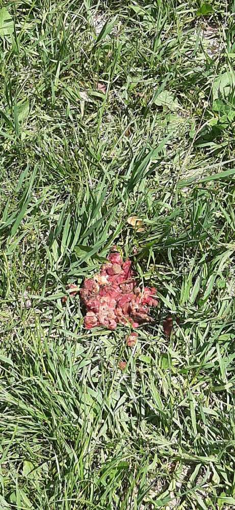 Giftköder-Möglicher Giftköder-Profilbild