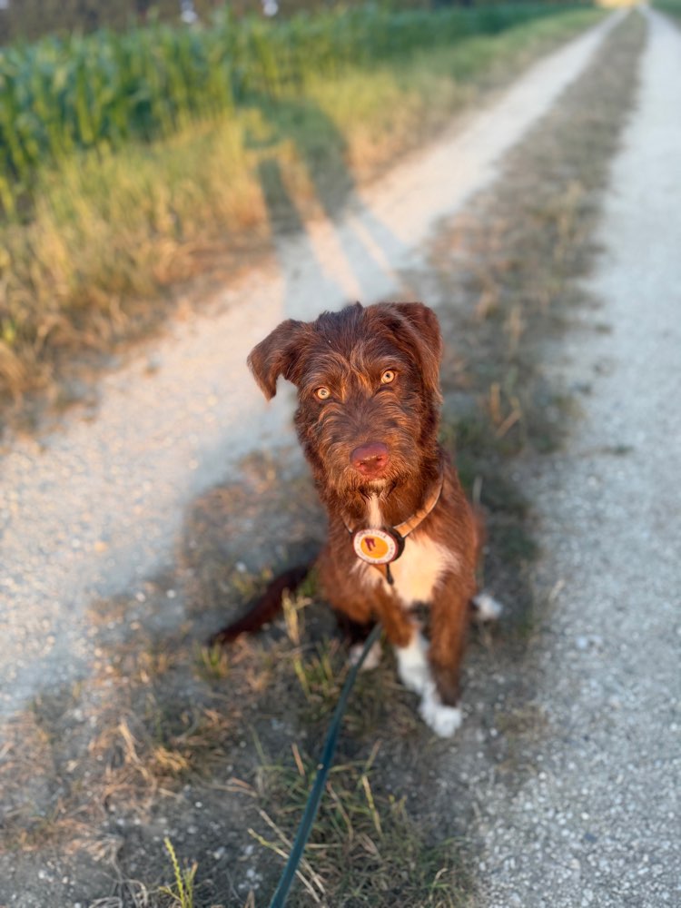 Hundetreffen-Gassi/Spielen-Profilbild
