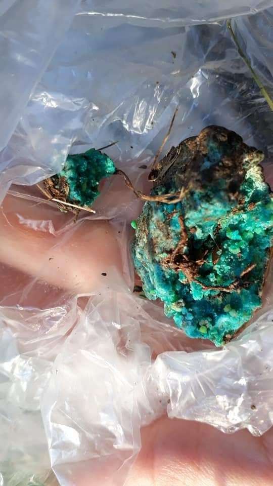 Giftköder-Mögliches Mäusegift-Profilbild