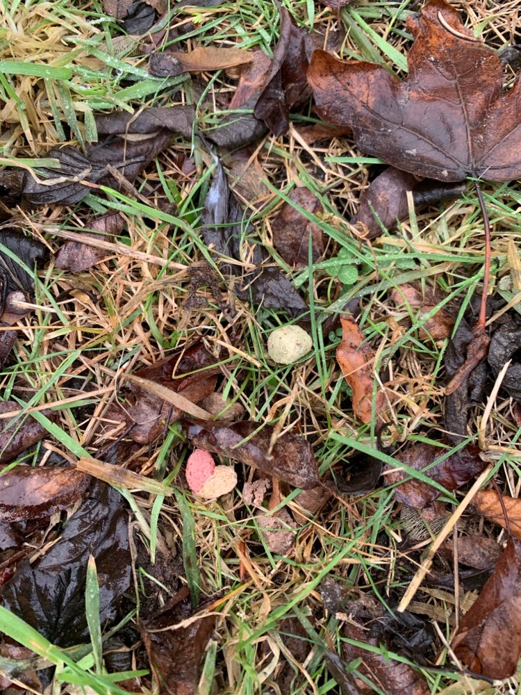 Giftköder-Buntes Trockenfutter?-Profilbild