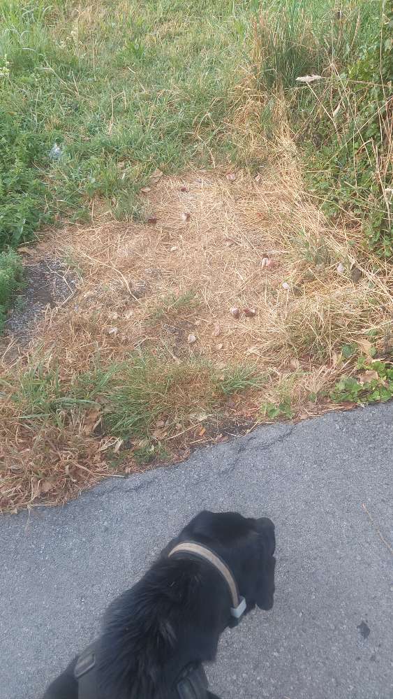 Giftköder-Verdächtige Speckwürfel-Profilbild