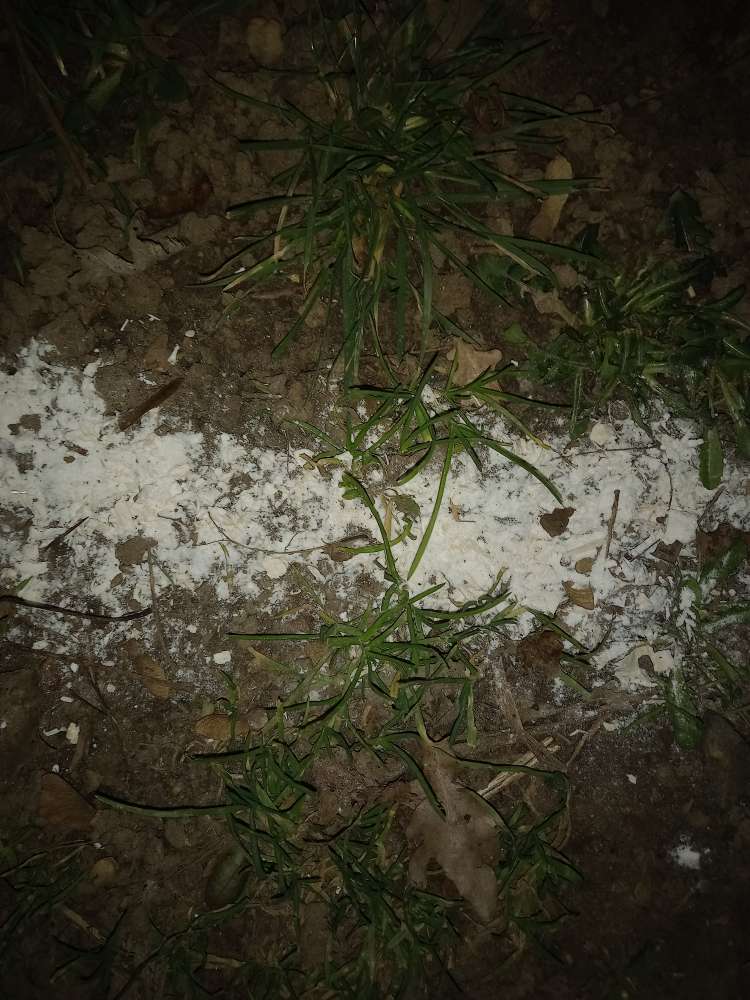 Giftköder-Weisses Pulver-Profilbild