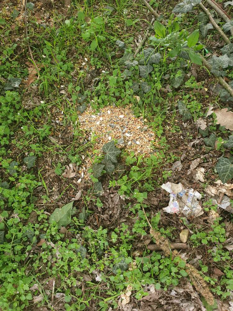 Giftköder-Eventuell giftköder.-Profilbild