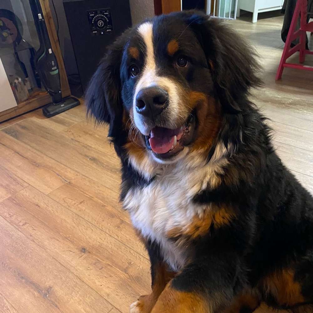 Hundetreffen-Gassi-Gesuch-Profilbild