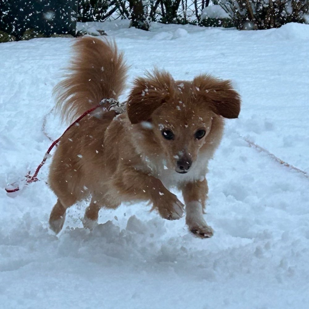 Hundetreffen-Maila sucht Spielkameraden-Profilbild