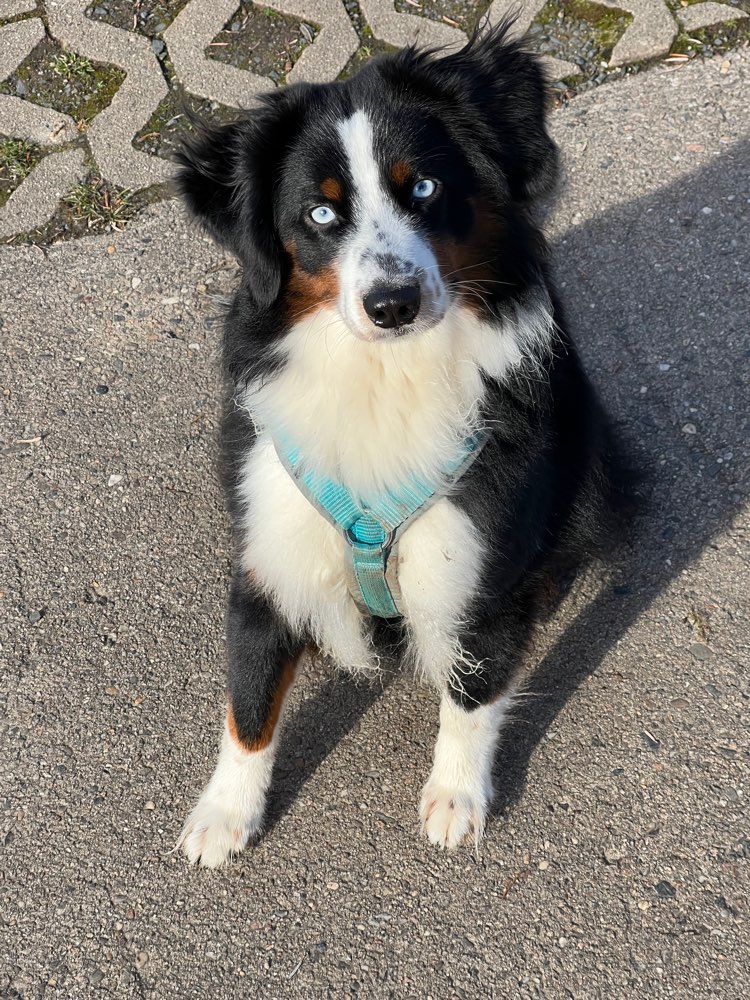 Hundetreffen-Gemeinsam Spazieren in Radebeul-Profilbild