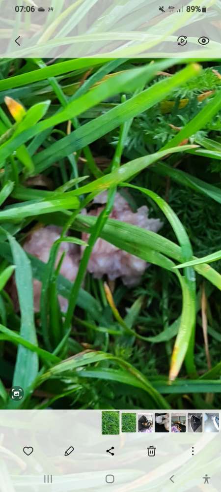 Giftköder-Giftköder im Gras-Profilbild
