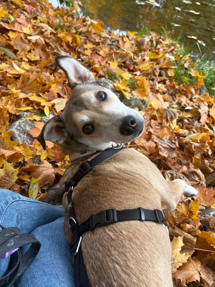 Hundetreffen-Hunde-/ Menschenbegegnungen üben-Profilbild
