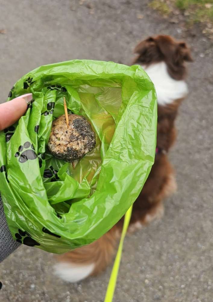 Giftköder-Giftköder-Profilbild