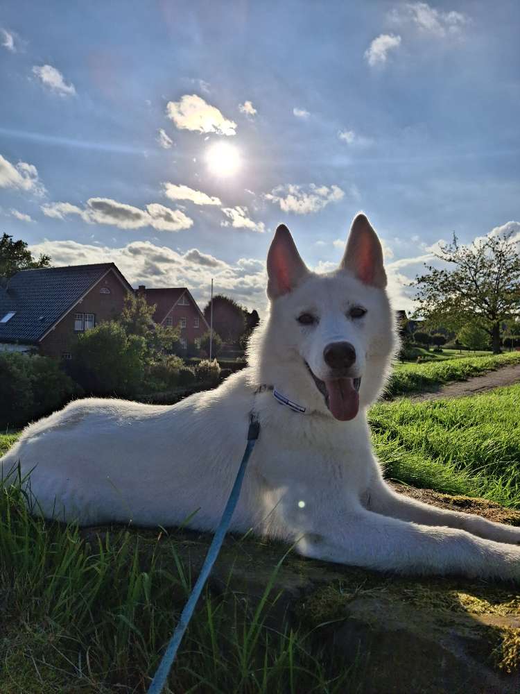 Hundetreffen-Spielkameraden für gemeinsames toben und Gassi gehen gesucht-Profilbild