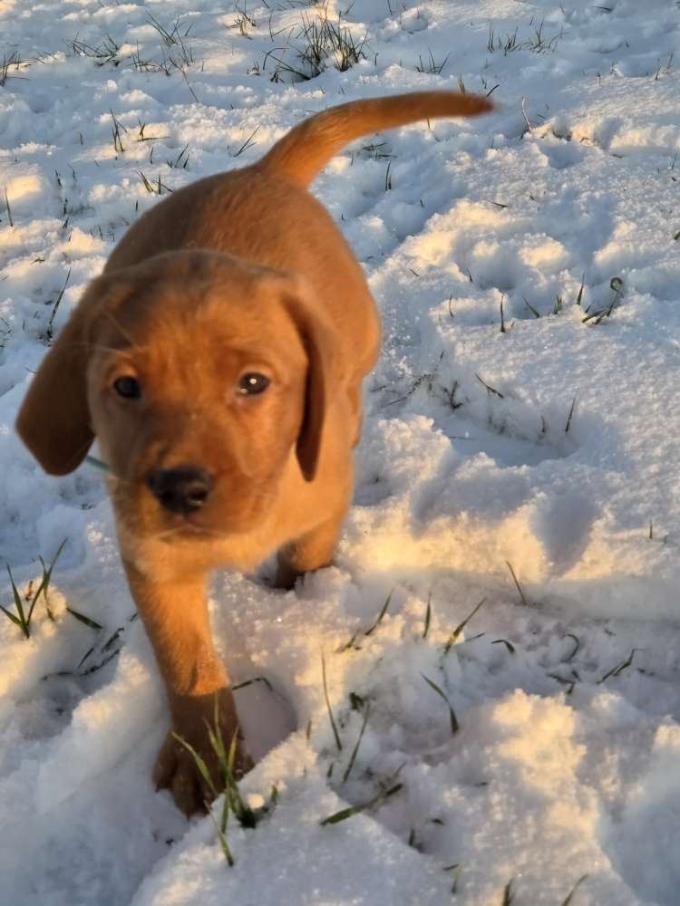 Hundetreffen-Welpenspielgruppe-Profilbild