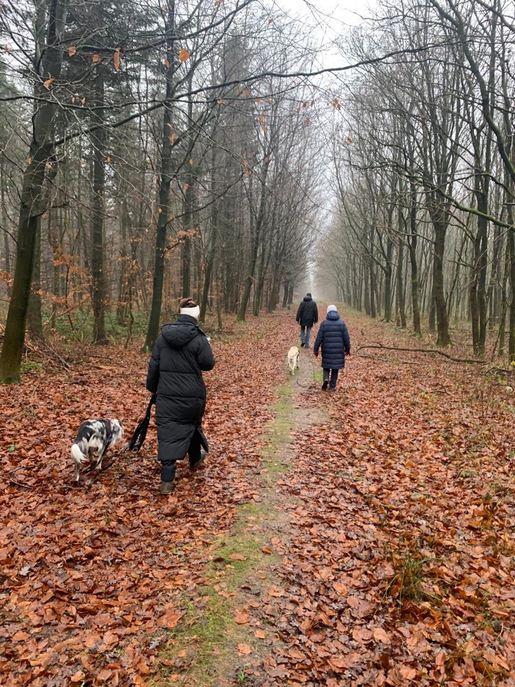 Hundetreffen-Social Walk, Begegnungs- und Umwelttraining 🐾-Profilbild