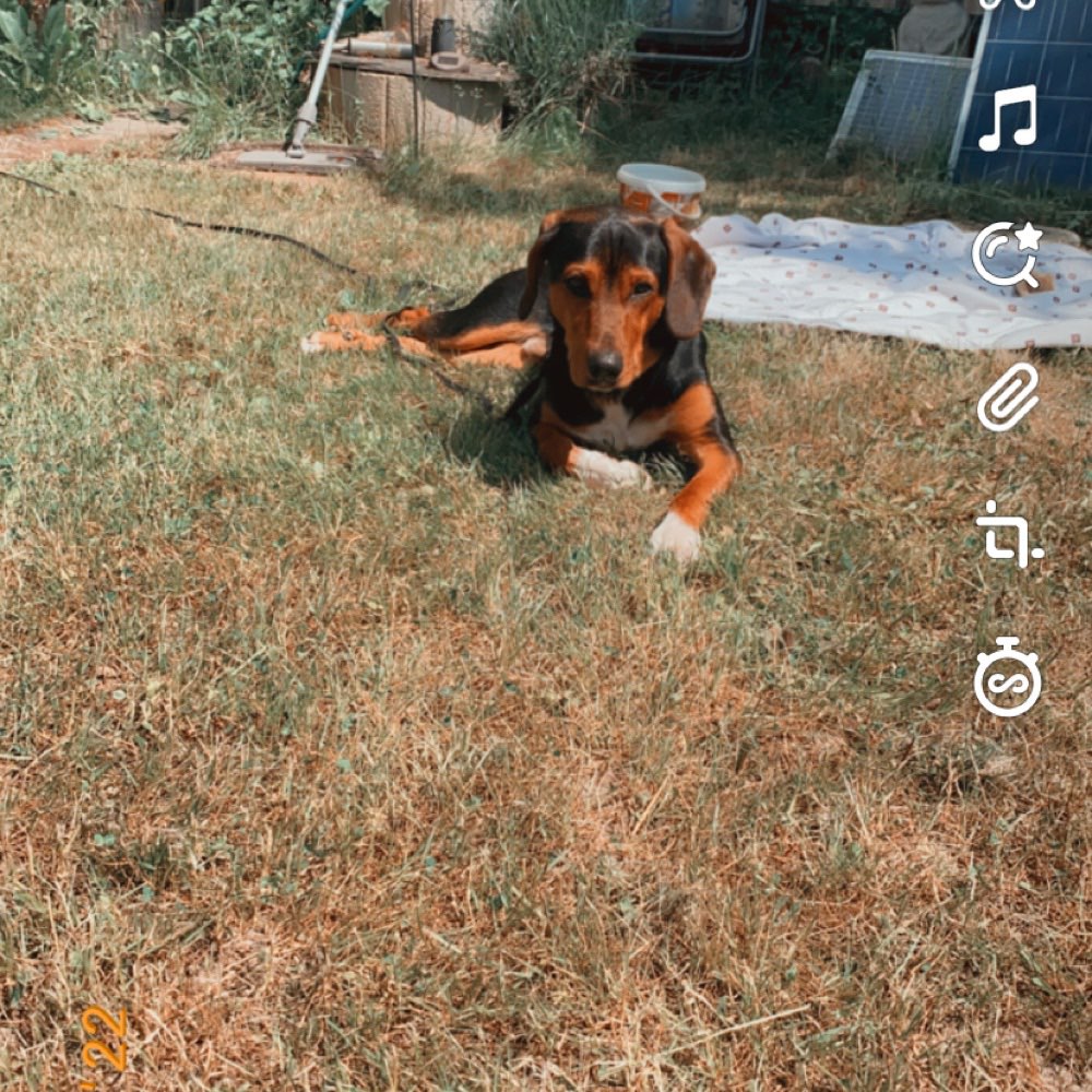 Hundetreffen-Freunde für Buddy gesucht-Profilbild