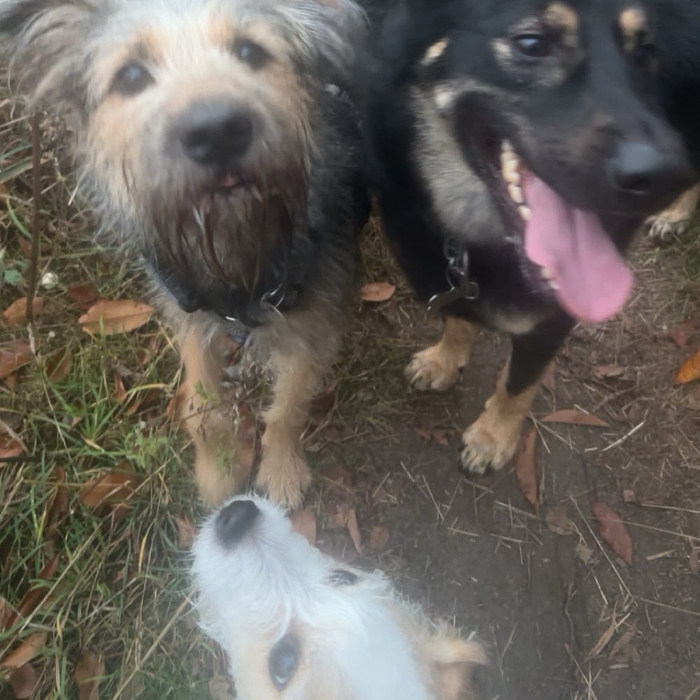 Hundetreffen-Gassitreff-Profilbild