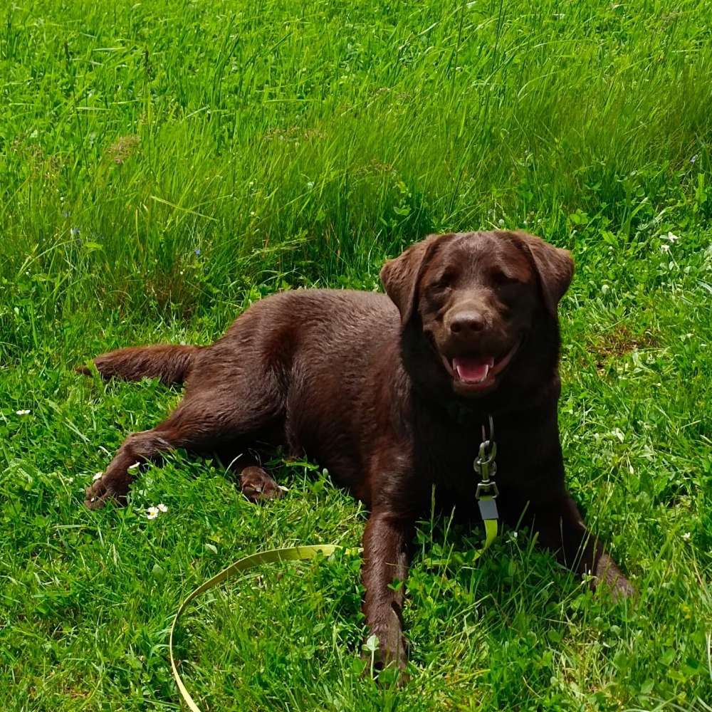 Hundetreffen-Spaziergang-Profilbild