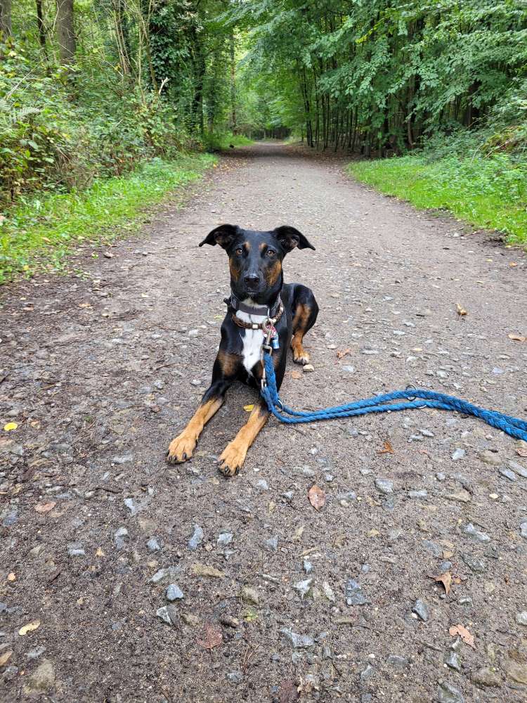 Hundetreffen-Trainingspartner Mensch-Hundeteam gesucht-Profilbild