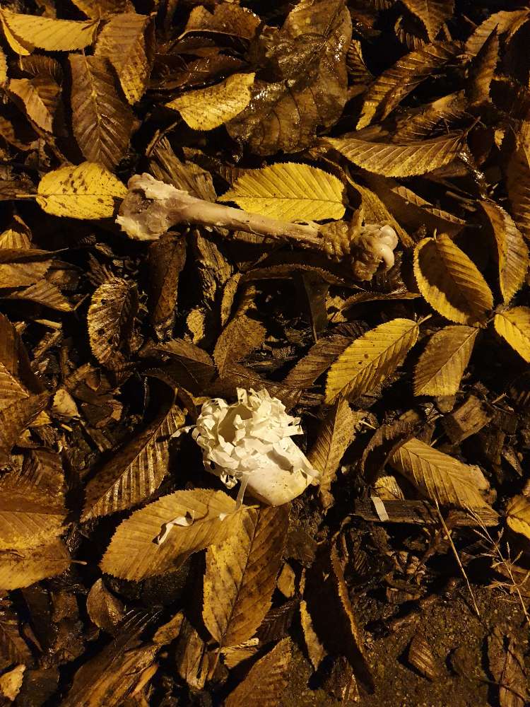 Giftköder-Hühnerknochen-Profilbild