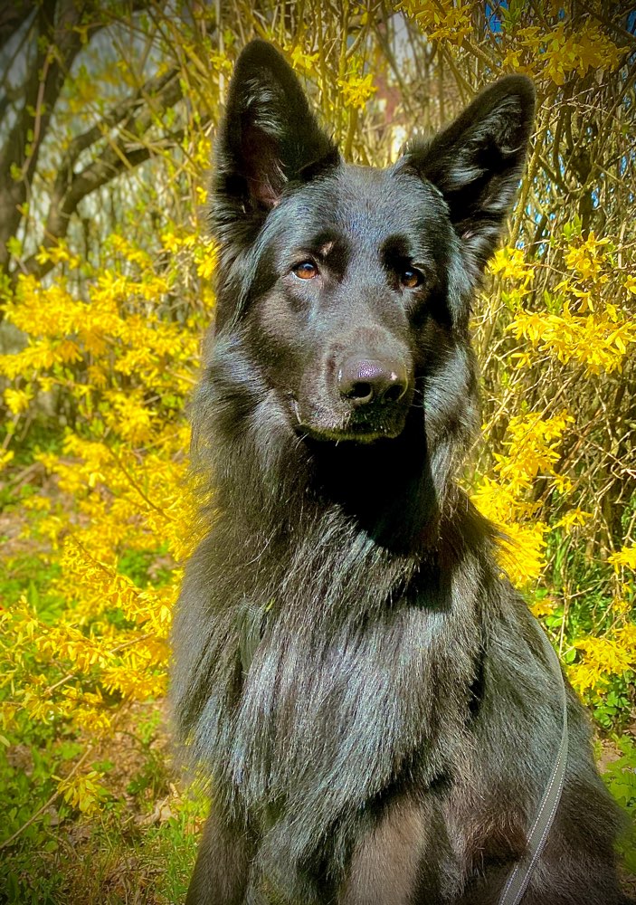 Hundetreffen-Hundebegenungen trainieren-Profilbild