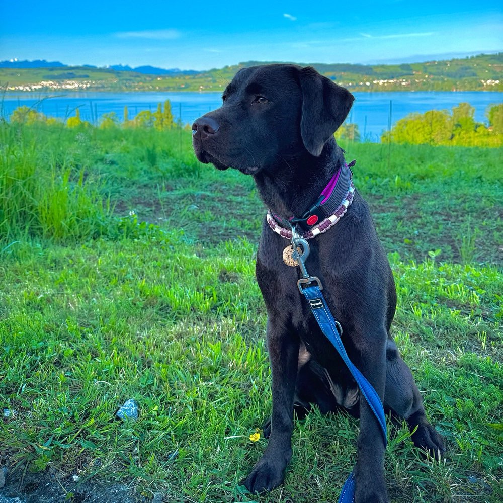 Hundetreffen-Spazieren am See oder im Wald-Profilbild