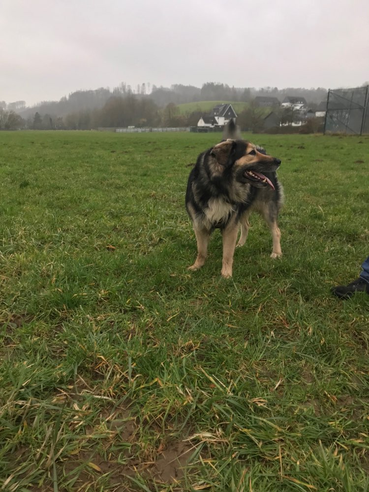 Hundetreffen-Gassi oder Übungsrunden gemeinsam-Profilbild