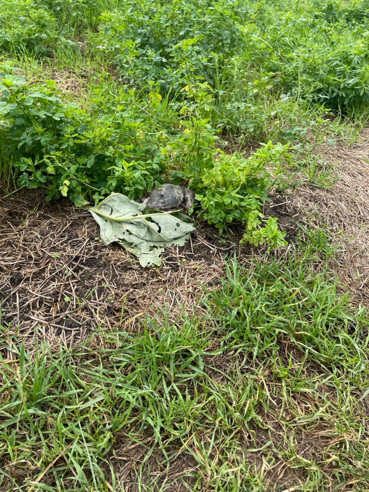 Giftköder-Tote Ratte im Feld-Profilbild