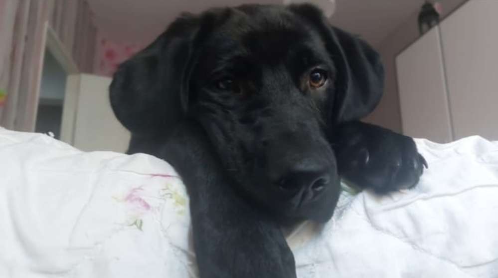 Hundetreffen-SpielRunde-Profilbild