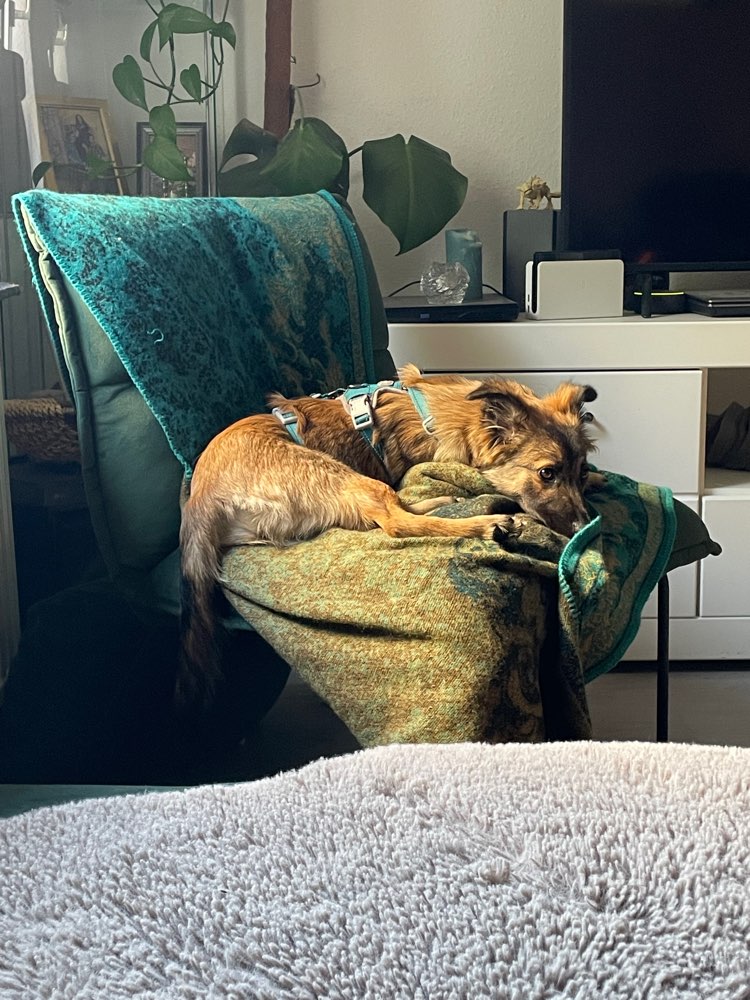 Hundetreffen-Treffen für junge, schüchterne, liebe Hunde-Profilbild
