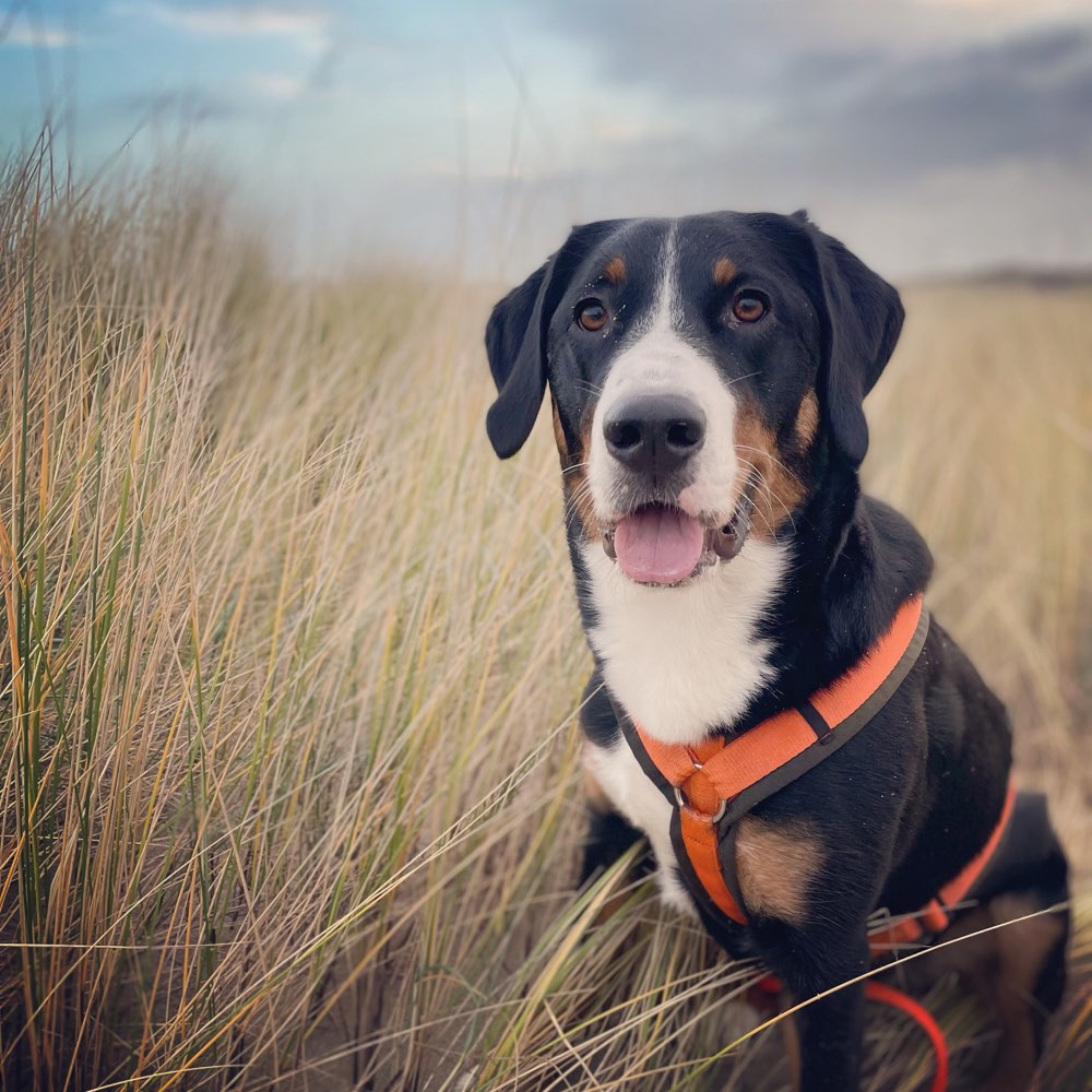 Hundetreffen-Hundebetreuung für Wochenende, Urlaub oder mal zum spazieren gehen gesucht.-Profilbild