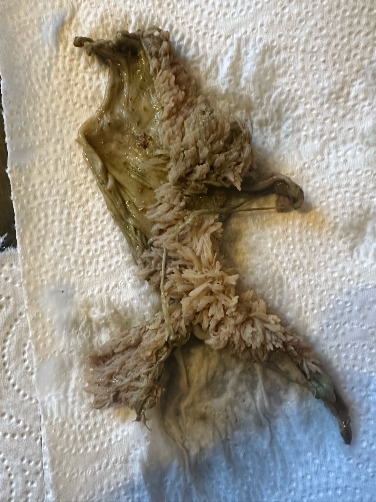 Giftköder-Evtl ausgelegte Innereien-Profilbild