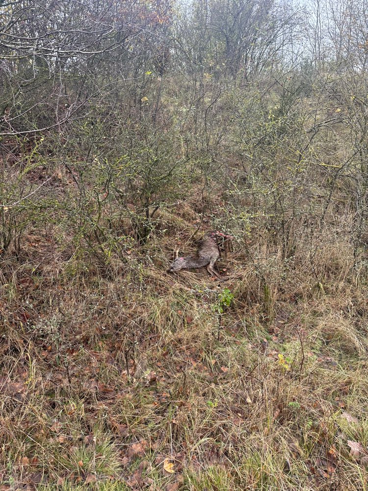 Giftköder-Gerissenes Reh-Profilbild