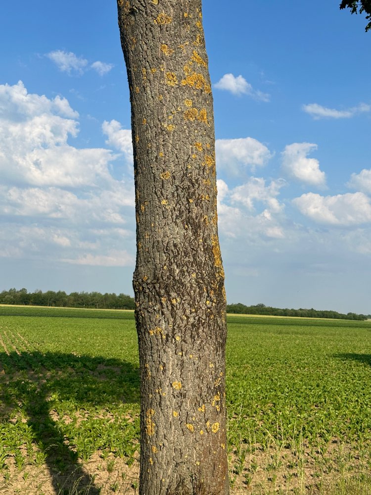 Giftköder-Eichenprozessionsspinner-Profilbild
