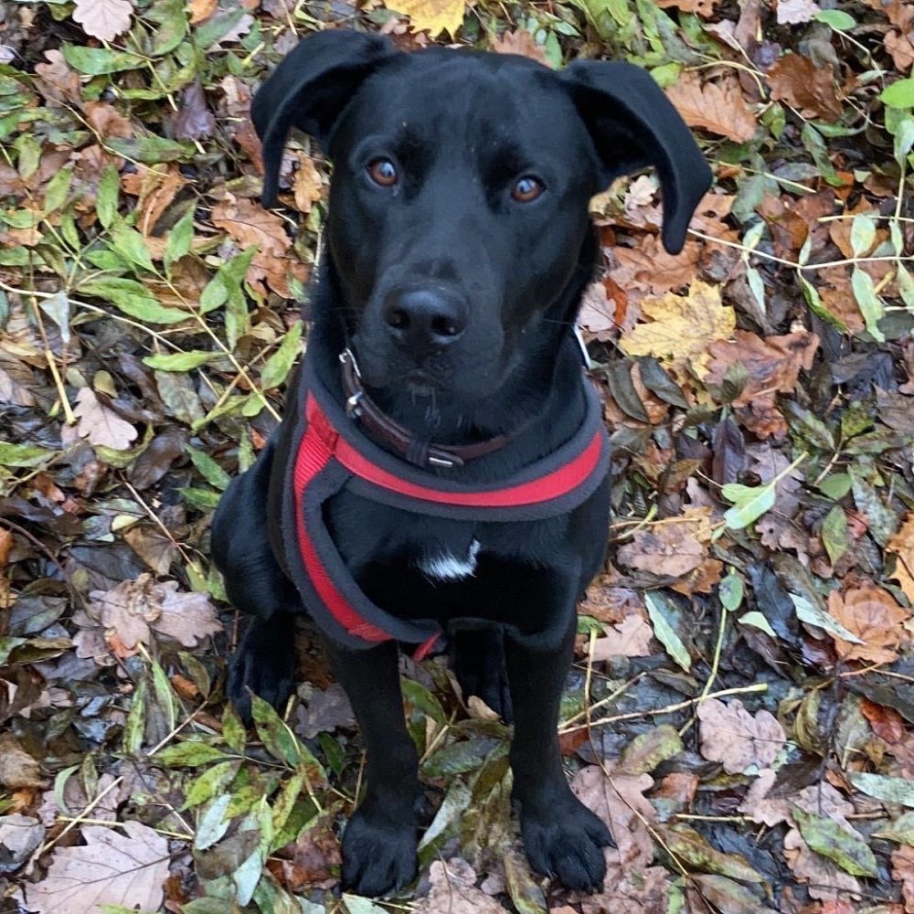 Hundetreffen-Scott sucht nette Spielpartner-Profilbild