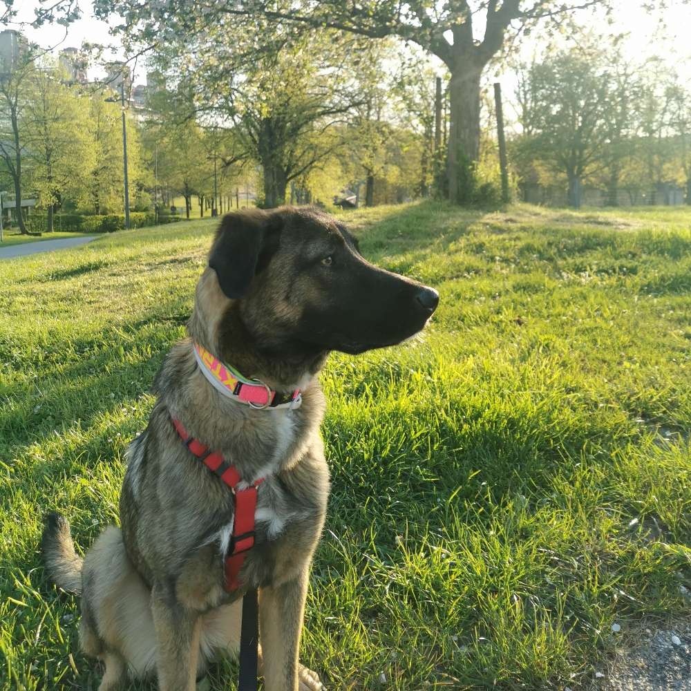 Hundetreffen-Gemeinsame Spazierrunde (Treffpunkt flexibel)-Profilbild