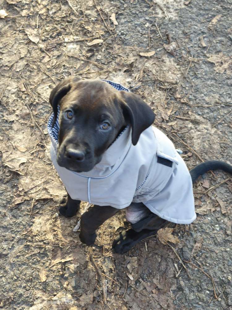 Hundetreffen-Welpentreffen-Profilbild