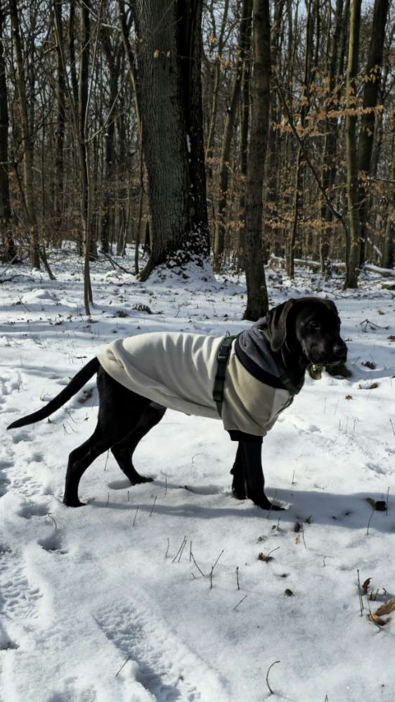Hundetreffen-Gassi - Spiel und gemütliche Runden-Profilbild