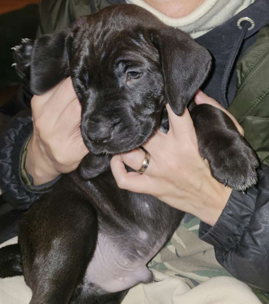 Hundetreffen-Welpentreffen 😊😊😊-Profilbild