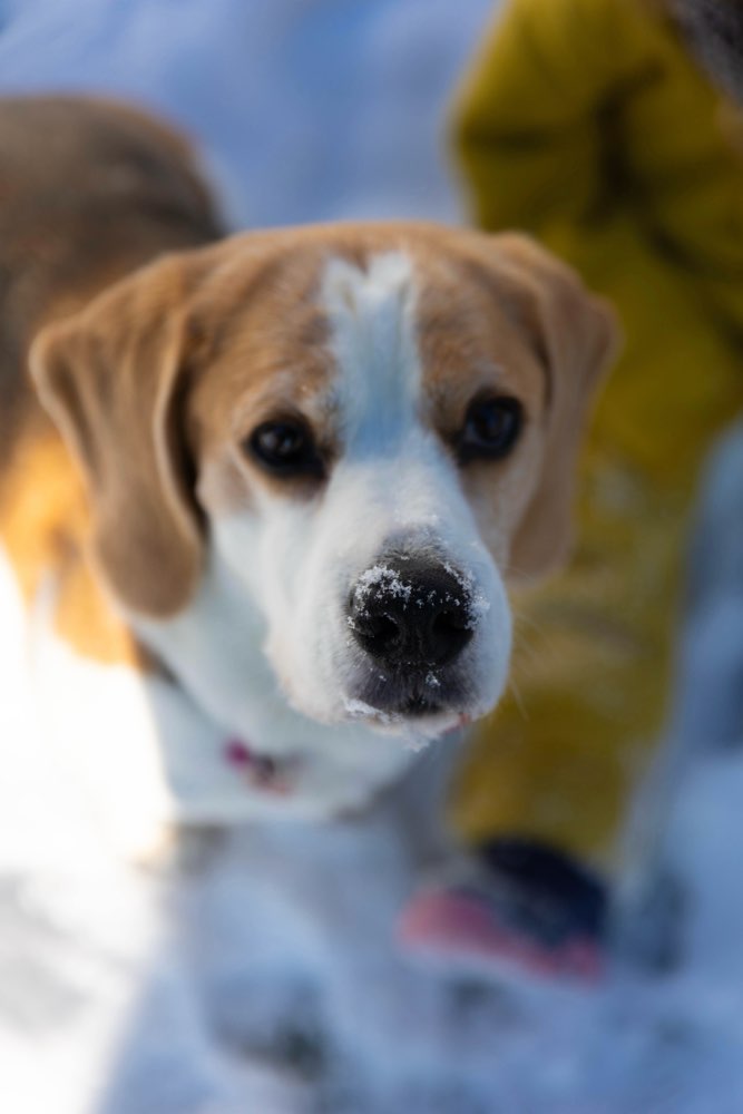 Hundetreffen-Trainingsplatz Mantrailing-Profilbild