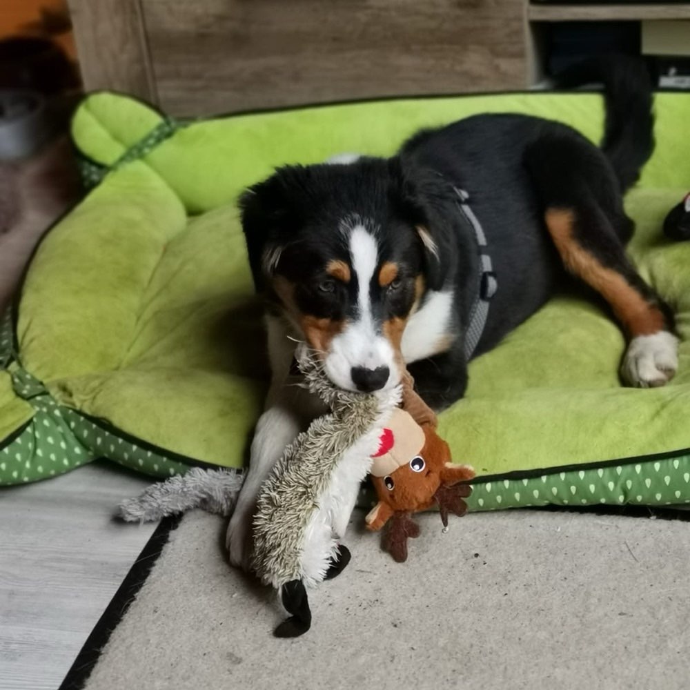 Hundetreffen-Spazieren, Trainieren-Profilbild