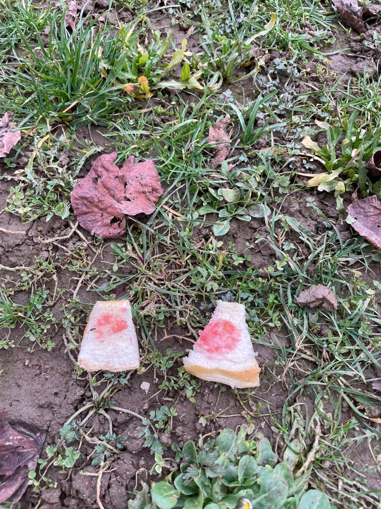 Giftköder-Möglicherweise Giftköder-Profilbild