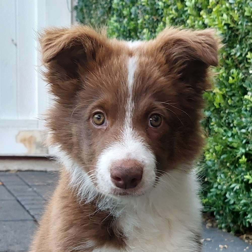 Hundetreffen-Welpentreff oder Junghunde egal-Profilbild