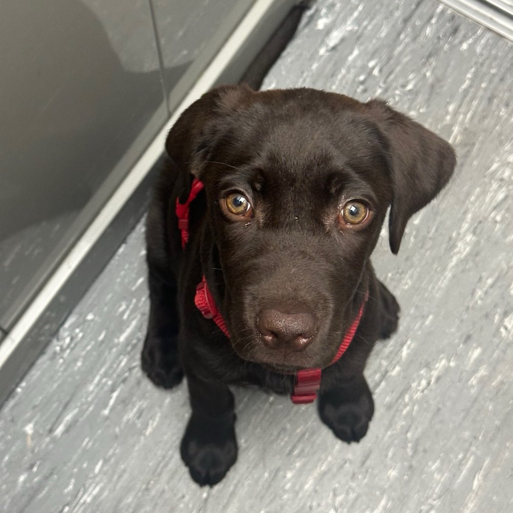 Hundetreffen-Welpentreff-Profilbild