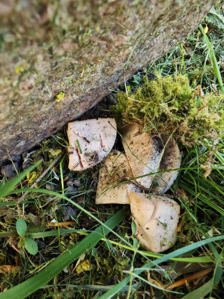 Giftköder-Wieder möglicher Giftköder-Profilbild