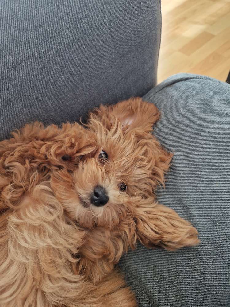 Hundetreffen-Spielpartner gesucht-Profilbild