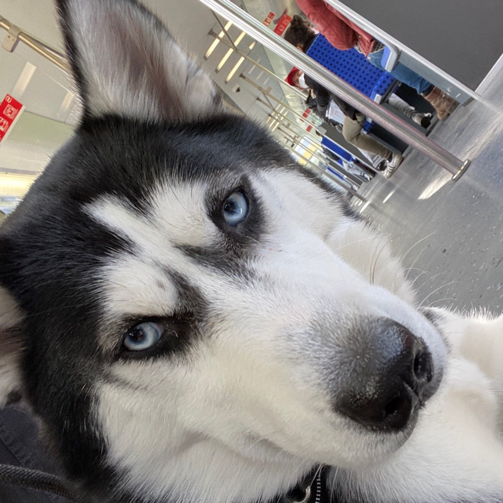 Hundetreffen-Playdate in Grunewald-Profilbild