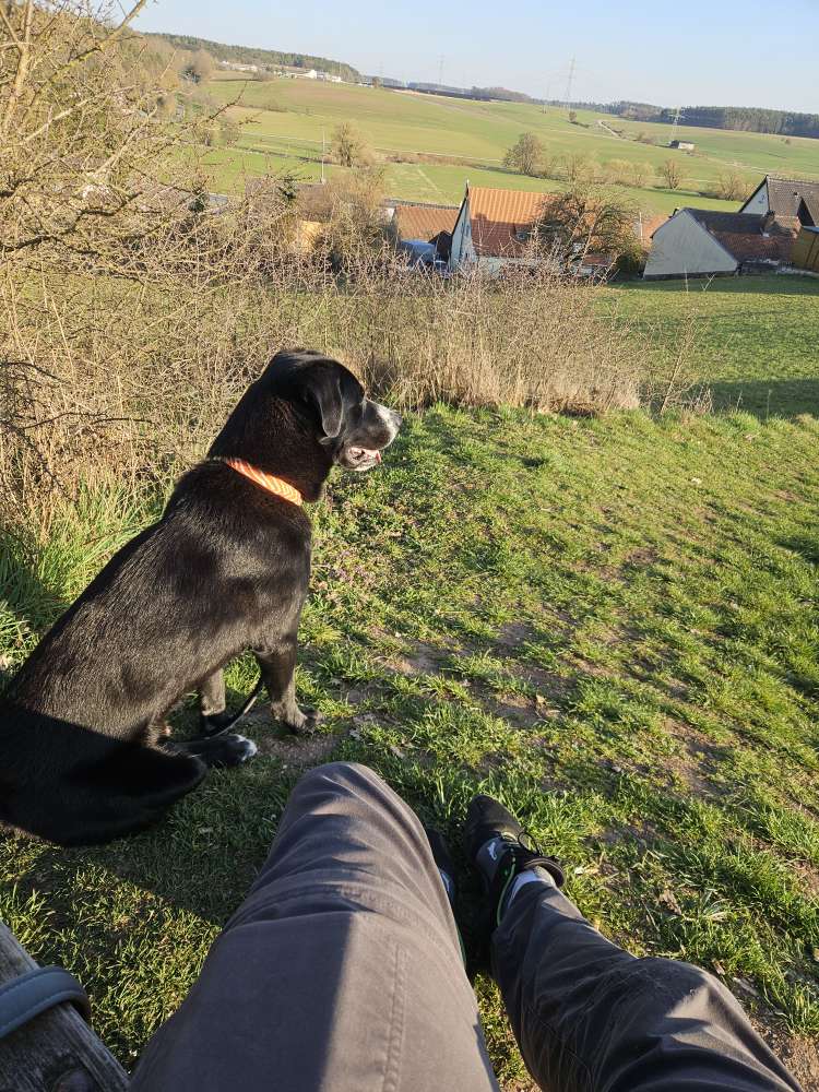 Hundetreffen-Suche Gassi-Kumpels in / bei Großhabersdorf-Profilbild