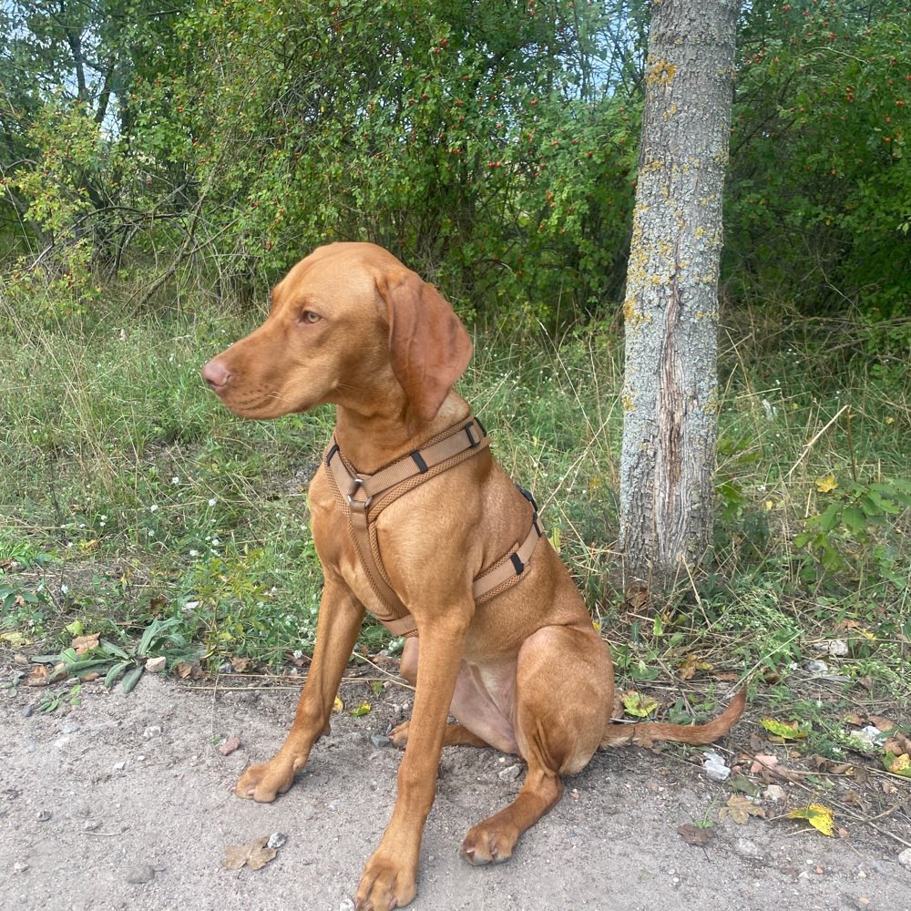 Hundetreffen-Familie such Familie zum Waldspaziergang-Profilbild