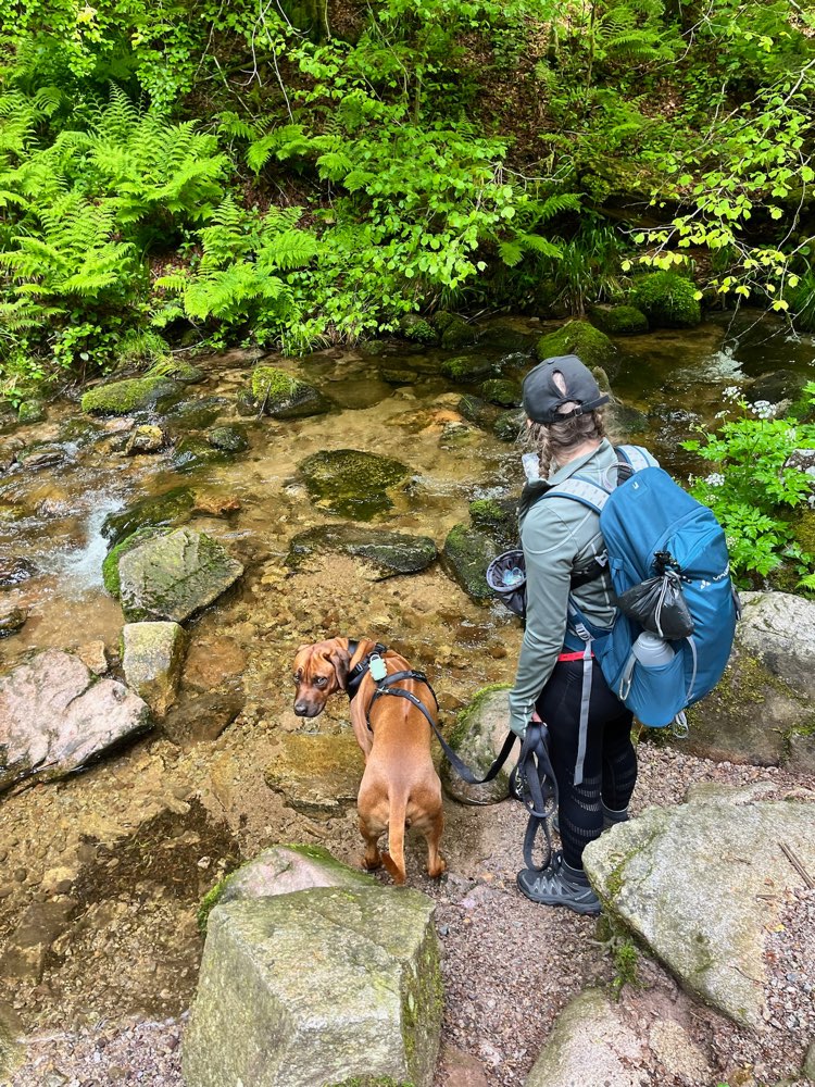 Hundetreffen-Gemeinsamer Spaziergang auch gerne mit Training-Profilbild